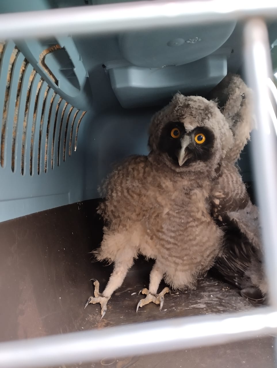 Animales en peligro de extinción fueron rescatados y resguardados por la Policía de Misiones