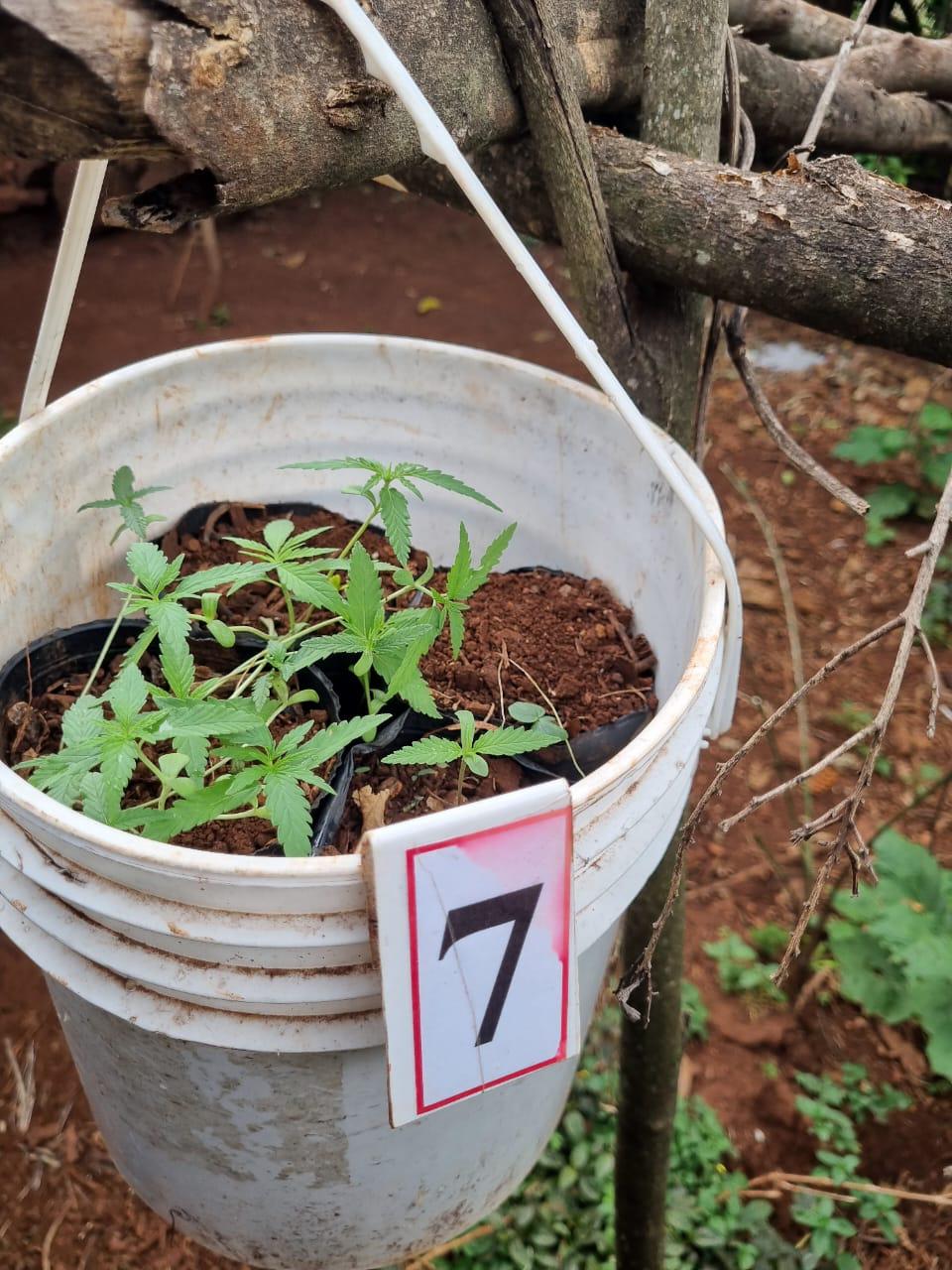 Patrullas rurales secuestraron 20 plantas de marihuana, 2 armas y detuvieron a 7 personas