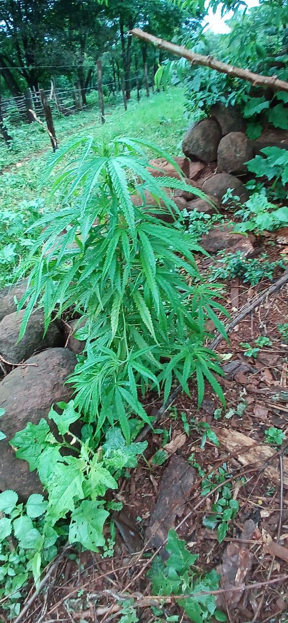 Patrullas rurales secuestraron 20 plantas de marihuana, 2 armas y detuvieron a 7 personas