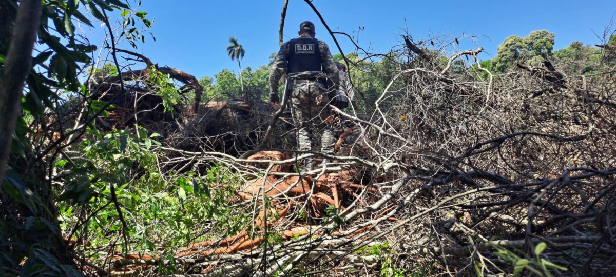 Policías impidieron la deforestación ilegal de un área nativa de Montecarlo