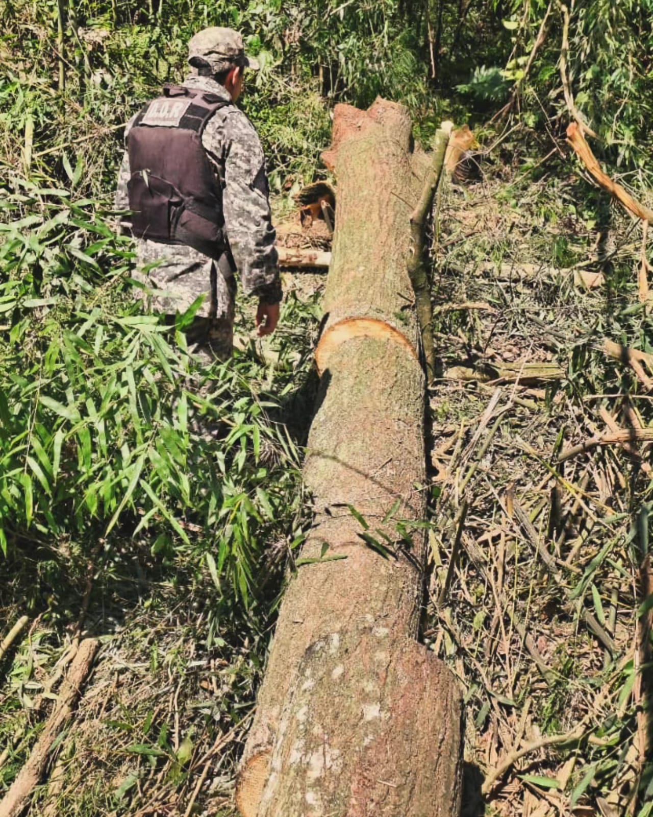 Policías impidieron la deforestación ilegal de un área nativa de Montecarlo