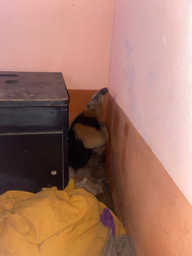Un oso melero ingreso a una vivienda de Itaembe Guazu y fue rescatado por policias ambientales 1 - 1