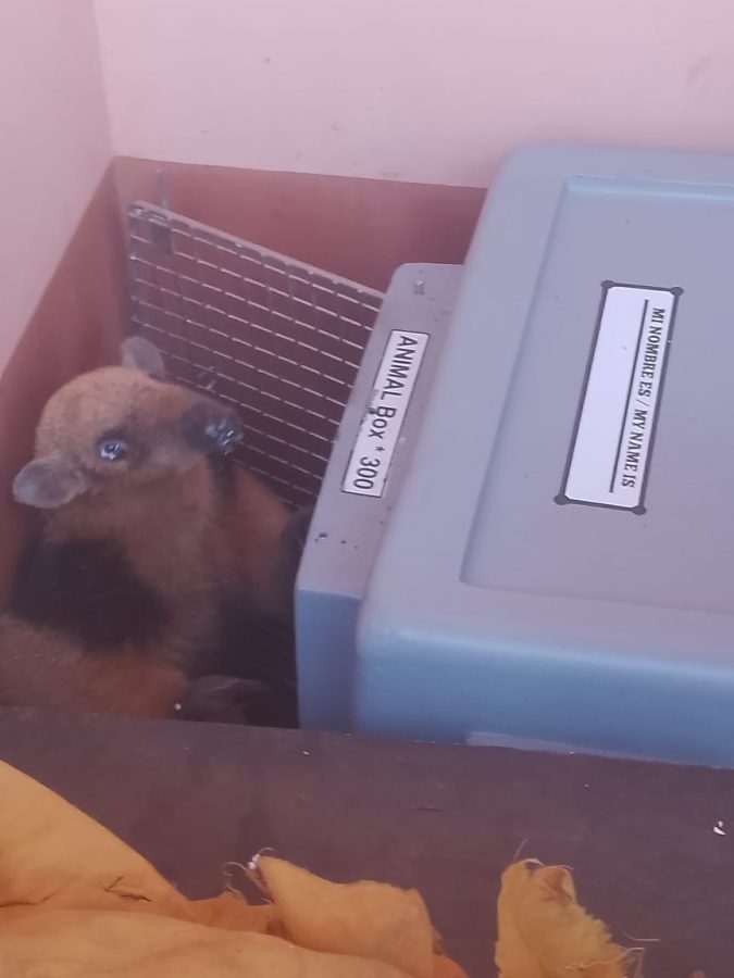Un oso melero ingreso a una vivienda de Itaembe Guazu y fue rescatado por policias ambientales 2 - 3