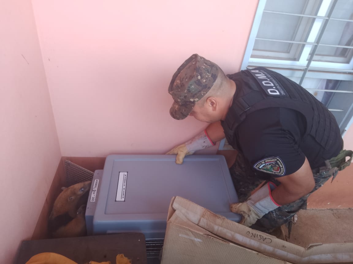 Un oso melero ingresó a una vivienda de Itaembé Guazú y fue rescatado por policías ambientales