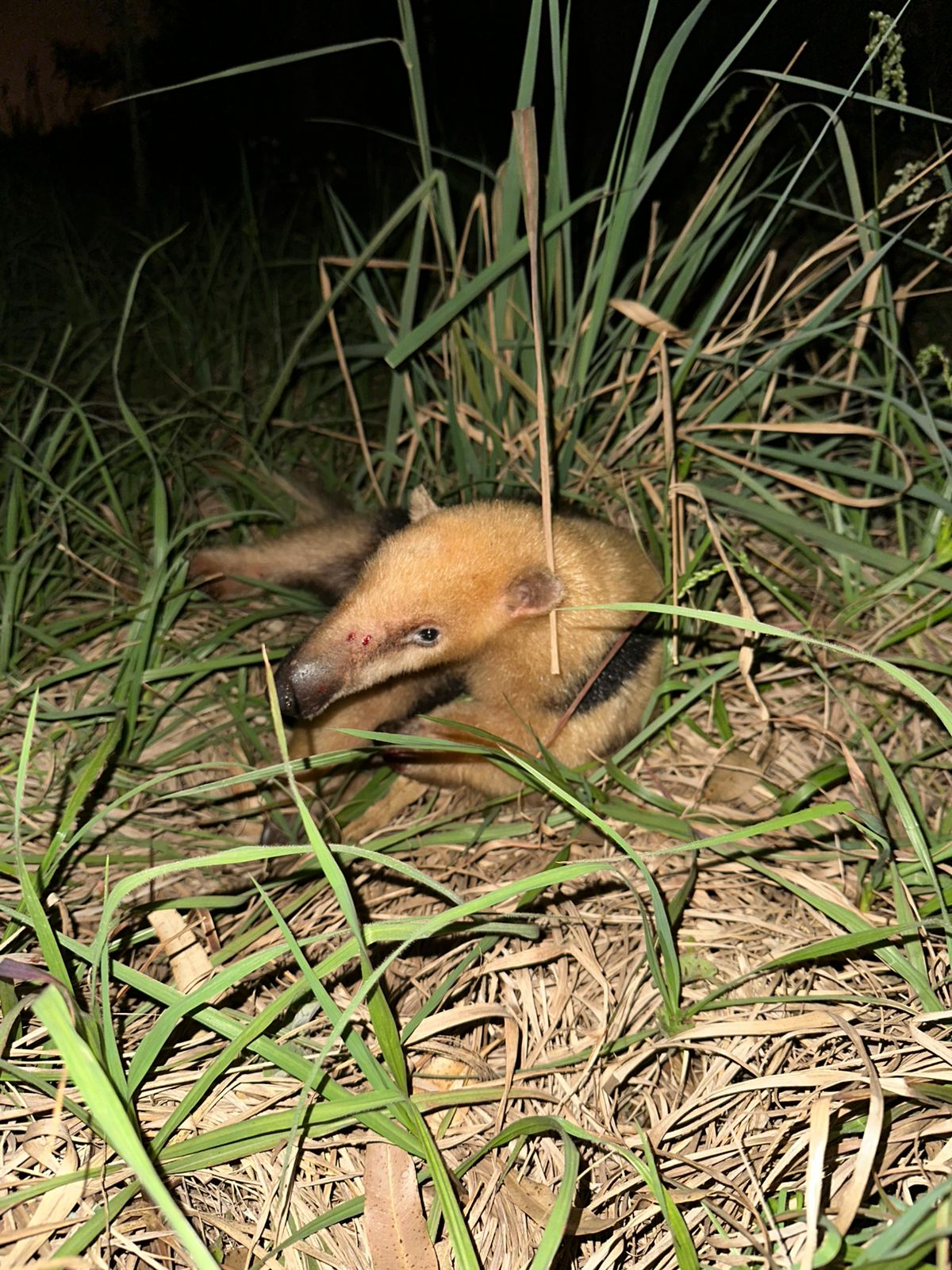 Un coatí, un oso hormiguero y un milano plomizo fueron rescatados en Misiones