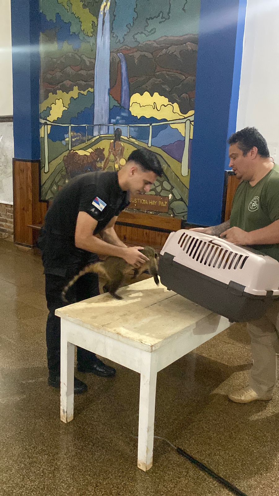 Un coatí, un oso hormiguero y un milano plomizo fueron rescatados en Misiones