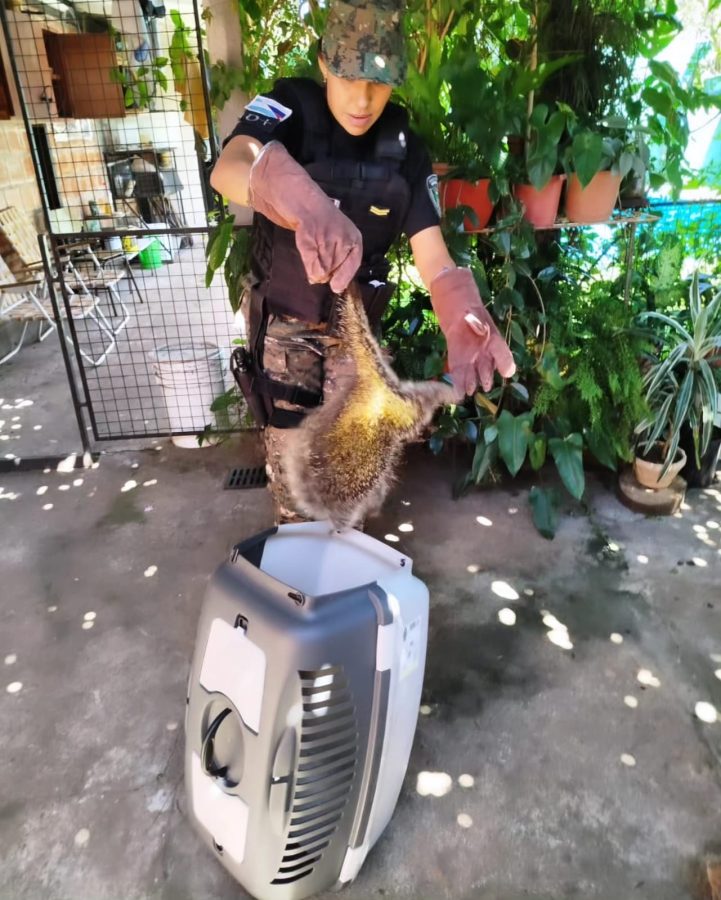 animales rescatados 4 - 7