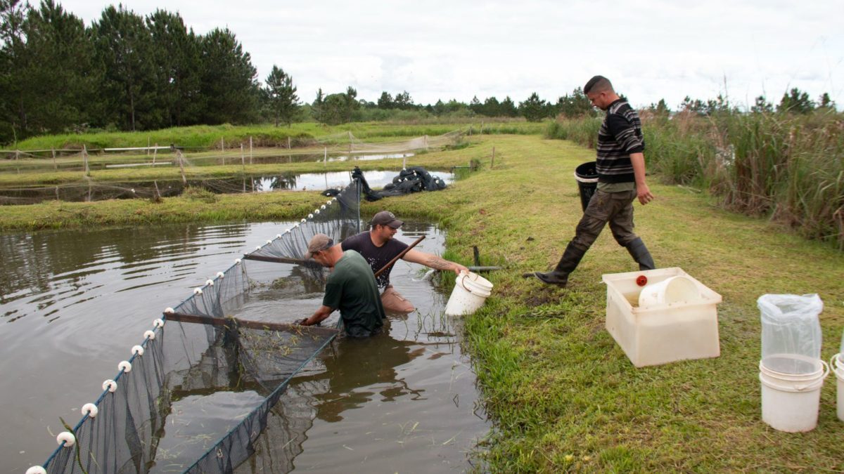 entrega de peces 2 - 29