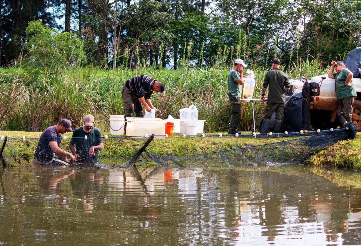 entrega de peces 4 - 31