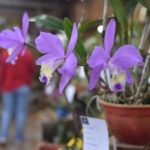 Comenzó la 33° Fiesta Nacional de la Orquídea y la 40° Provincial de la Flor