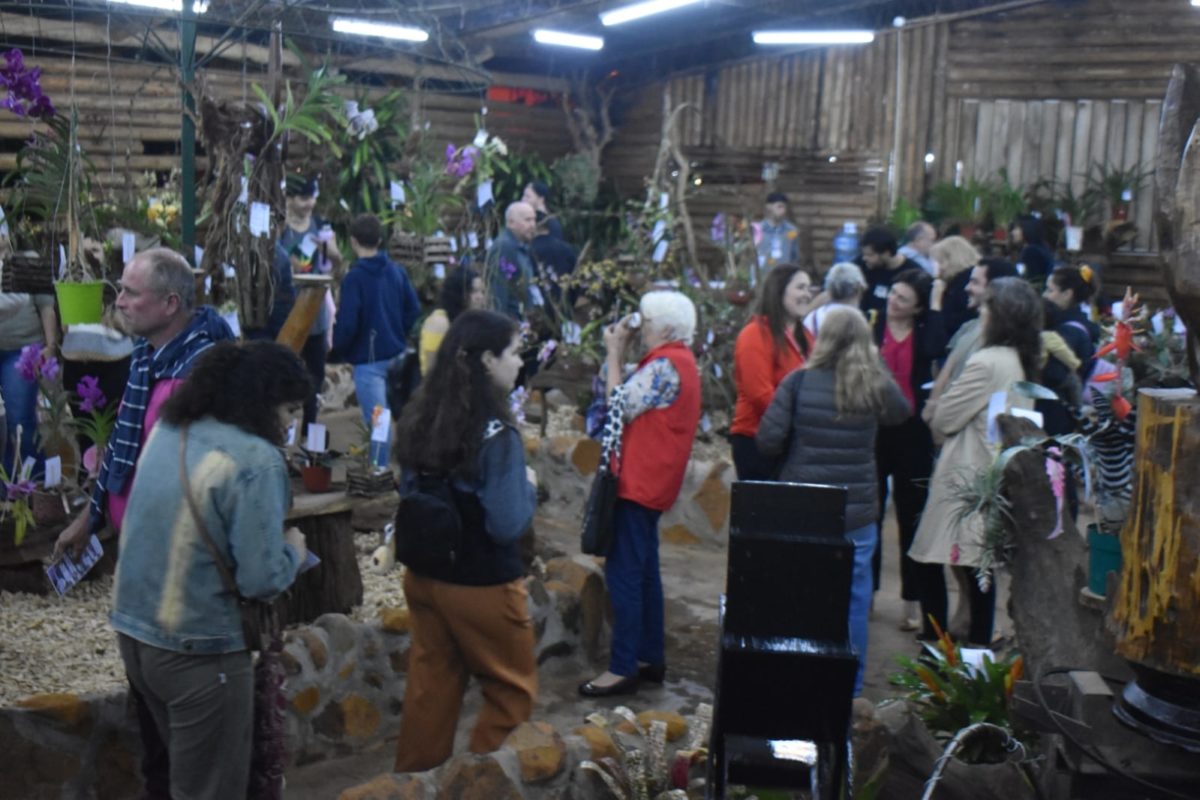 fiesta orquidea