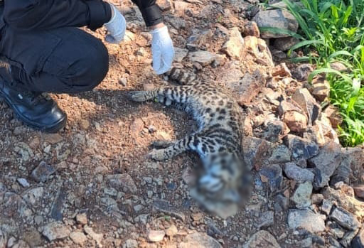Hallaron un gato tirica atropellado a la vera de la ruta nacional 14 en Oberá