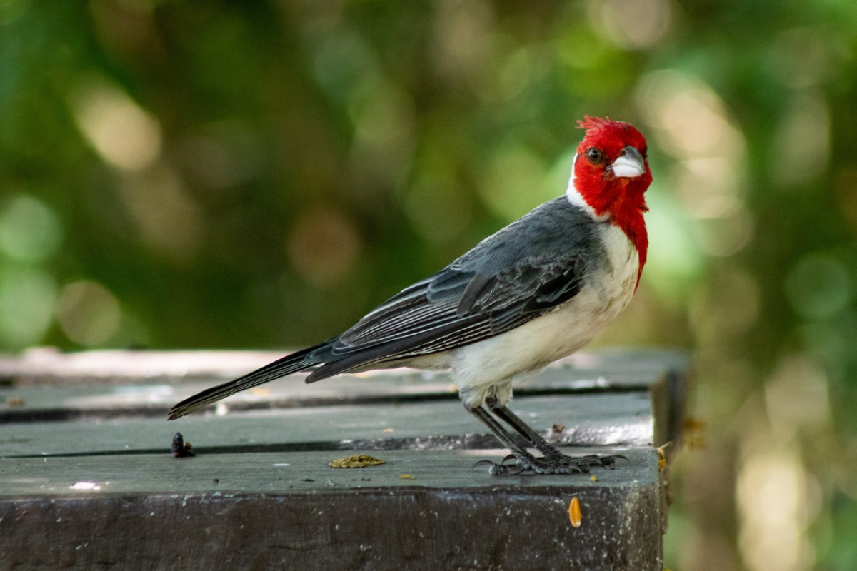 observación de aves (3)