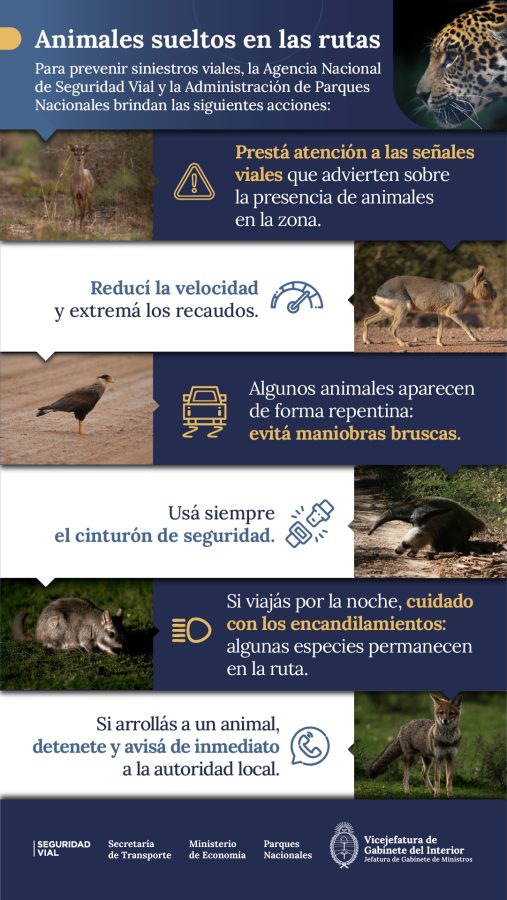 Animales sueltos en rutas: recomendaciones para evitar siniestros viales