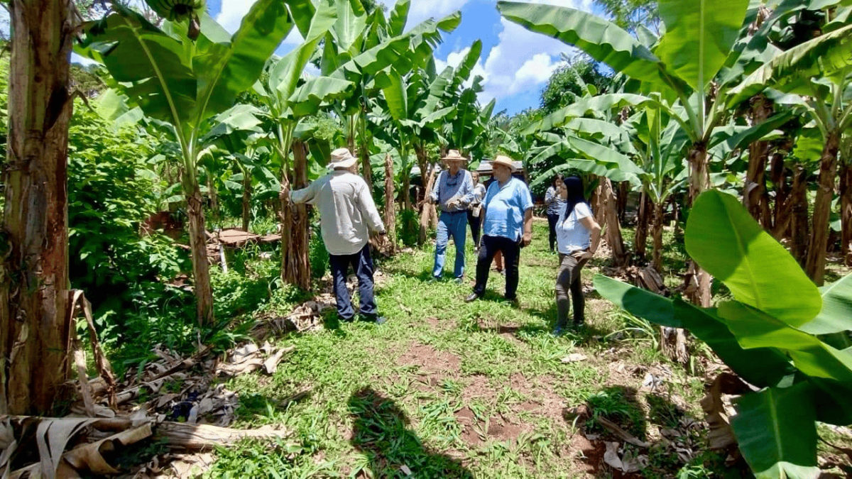 Avanza la producción de bananas en Eldorado