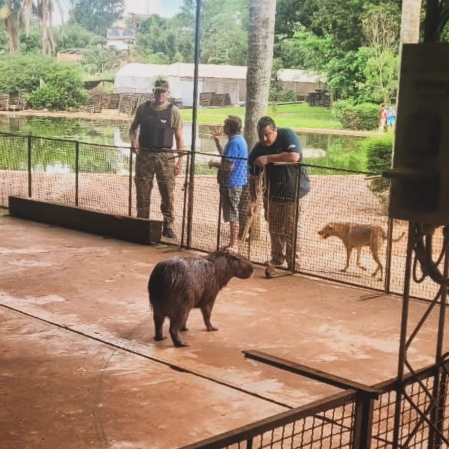 San Vicente: rescataron a un carpincho que quedó atrapado en una vivienda