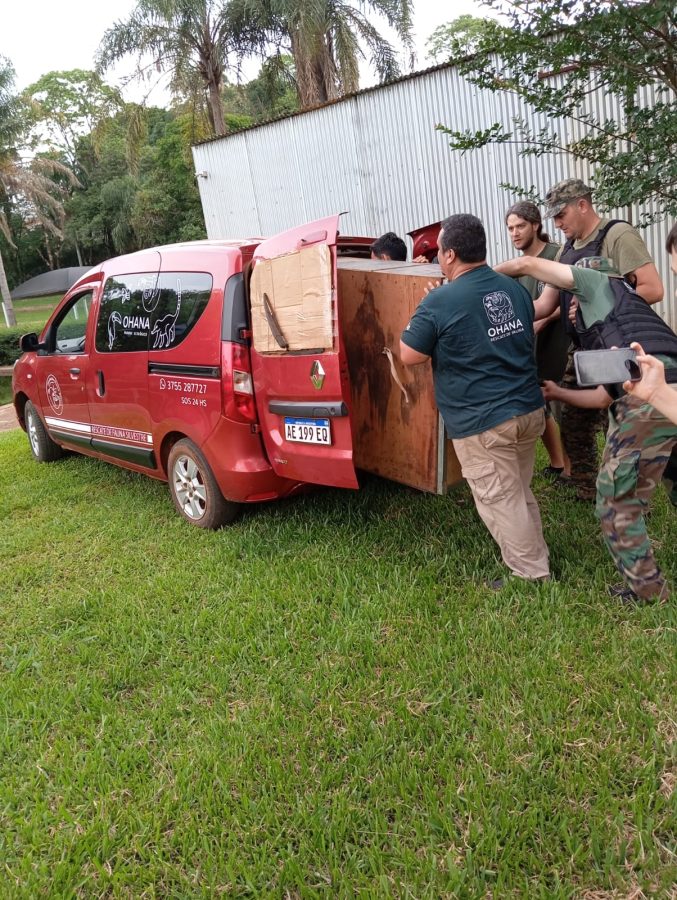 San Vicente: rescataron a un carpincho que quedó atrapado en una vivienda 1 2 - IMG 20241101 WA0080 - 1