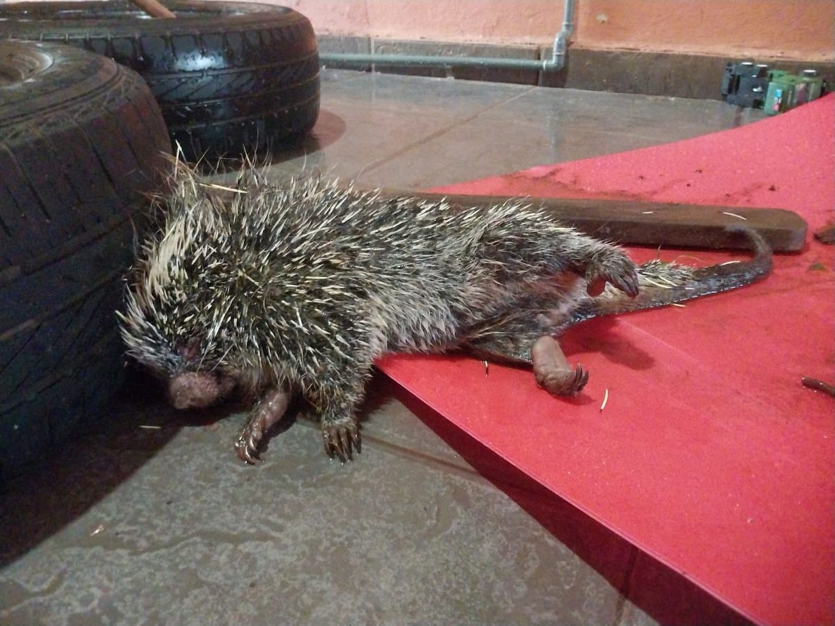 Posadas: policías rescataron a un puercoespín tras ser atacado por un perro 1 2 - IMG 20241107 WA0045 - 1