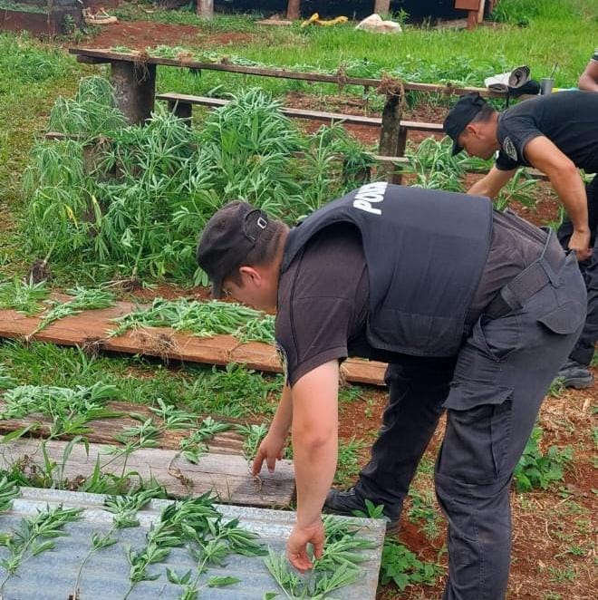 Policías acudieron por un hecho de violencia y descubrieron una huerta con 40 plantas de marihuana imagen-6