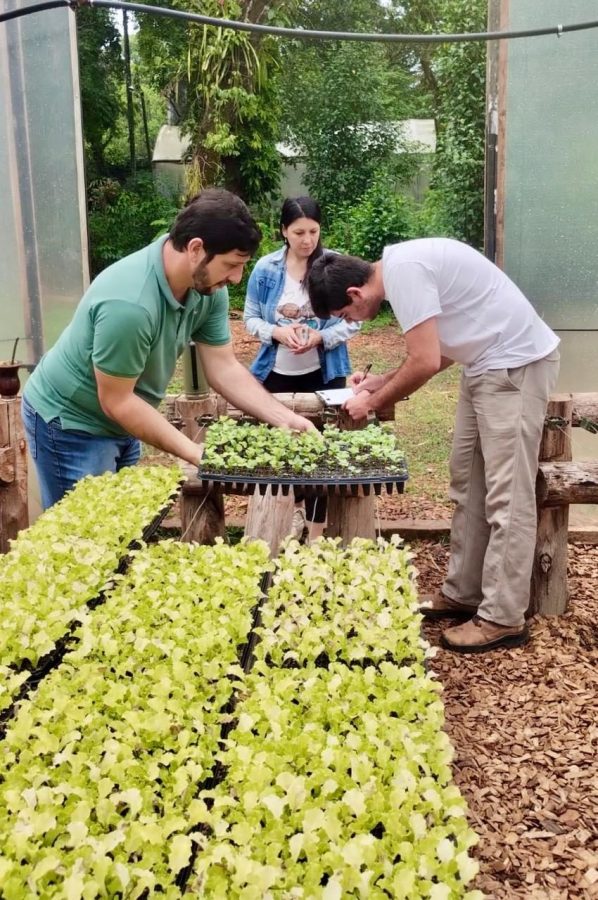 Segunda entrega de plantines hortícolas al municipio de Puerto Esperanza
