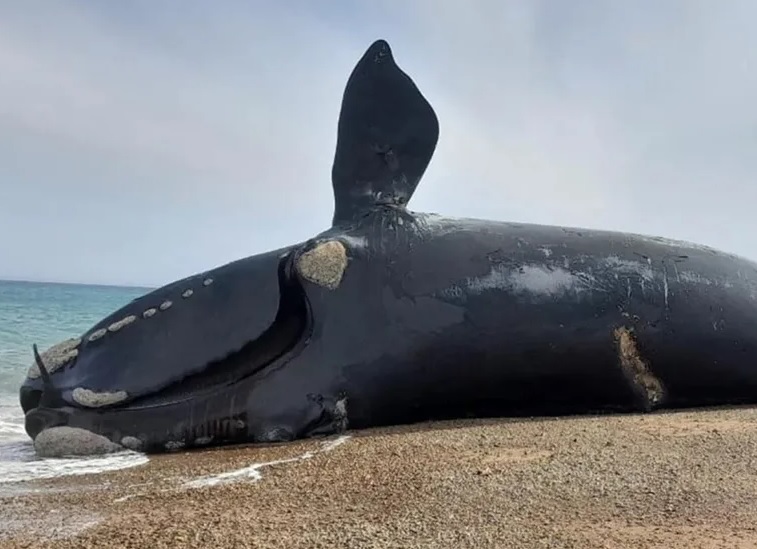 ballenas