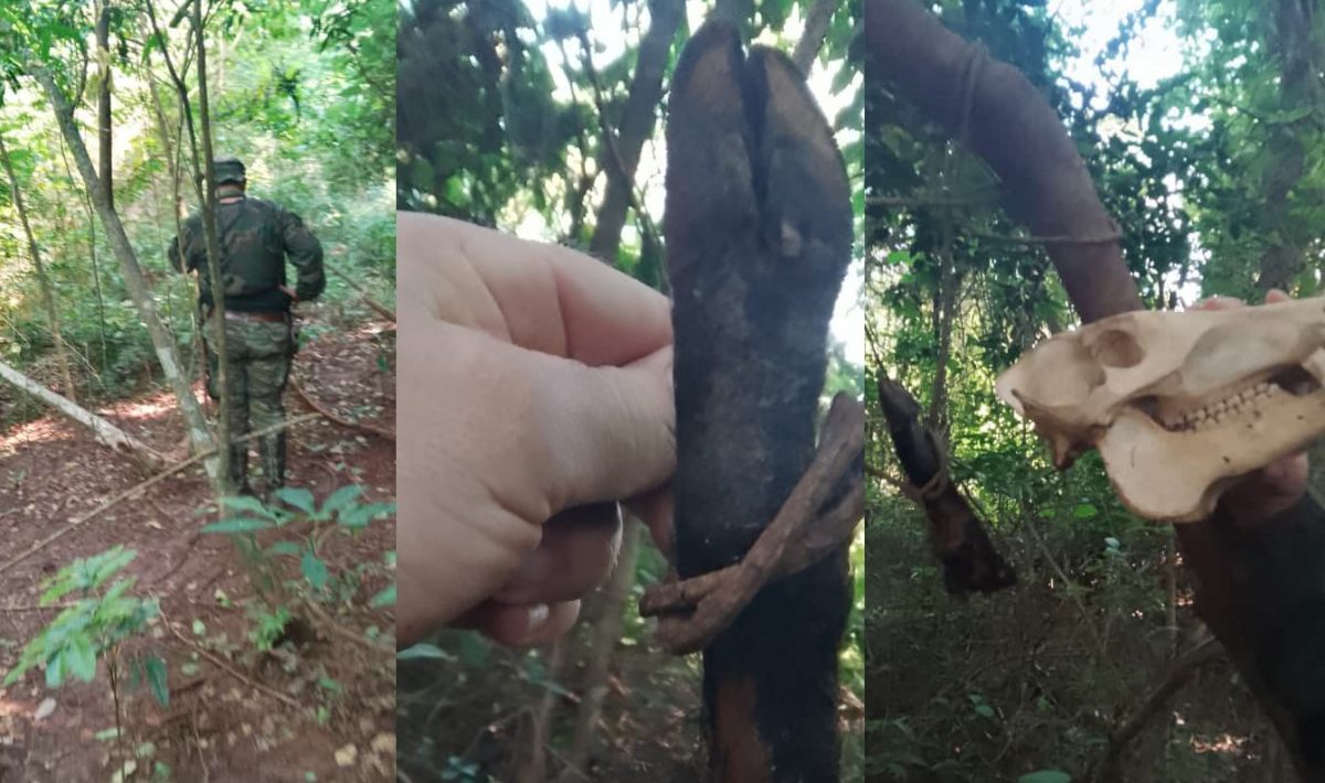 Guardaparques patrullaban el Parque Salto Encantado y detectaron accionar de cazadores furtivos