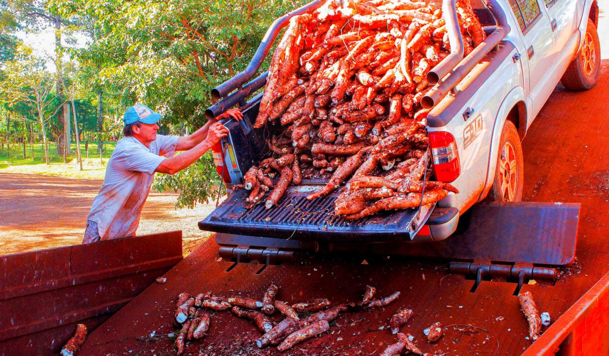 Destacan que la producción de mandioca en Misiones creció un 65% en lo que va del 2024