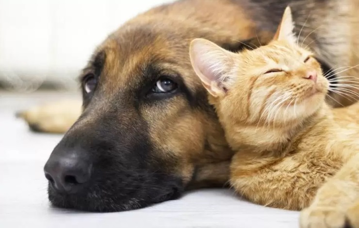 perros y gats