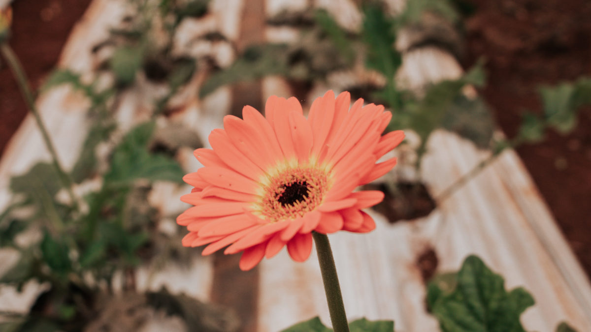 Crece la producción y comercialización de flores misioneras