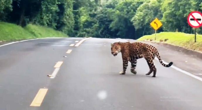 Animales sueltos en rutas: recomendaciones para evitar siniestros viales