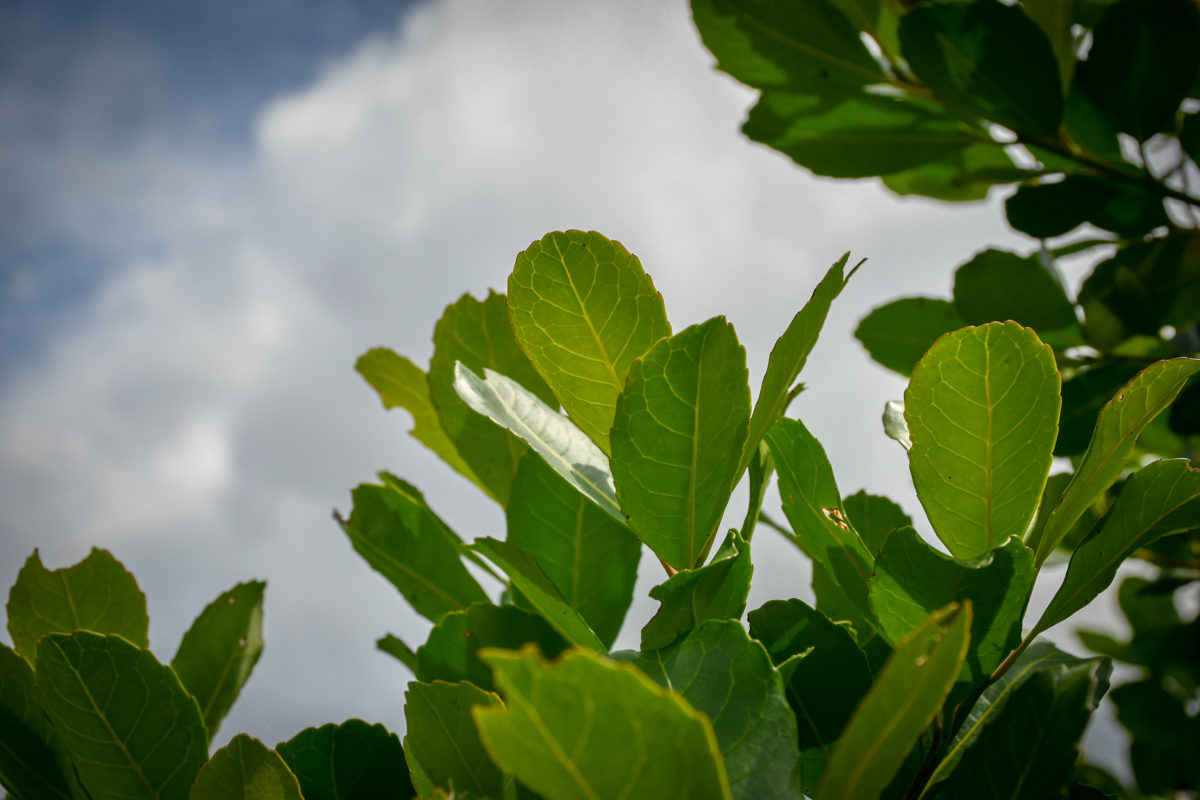 Desarrollan nuevas variedades de yerba mate en Cerro Azul buscando más rendimiento y adaptación