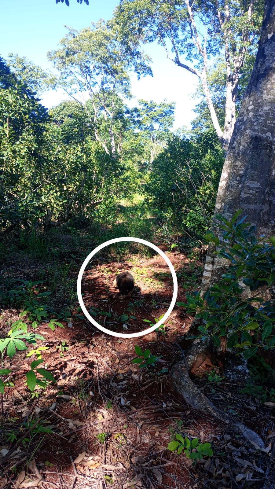 Rescataron a un oso melero que trepó a la copa de un árbol en Yrigoyen