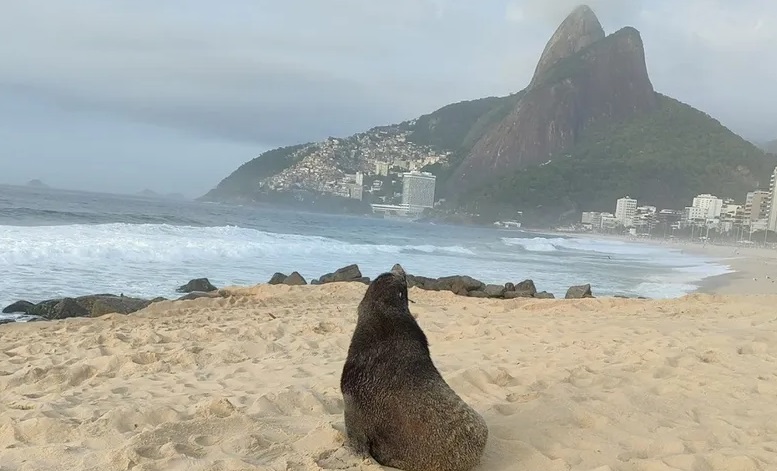 lobo marino