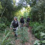 Amplio operativo en la Biosfera Yabotí y alrededores para prevenir la caza furtiva y el apeo ilegal