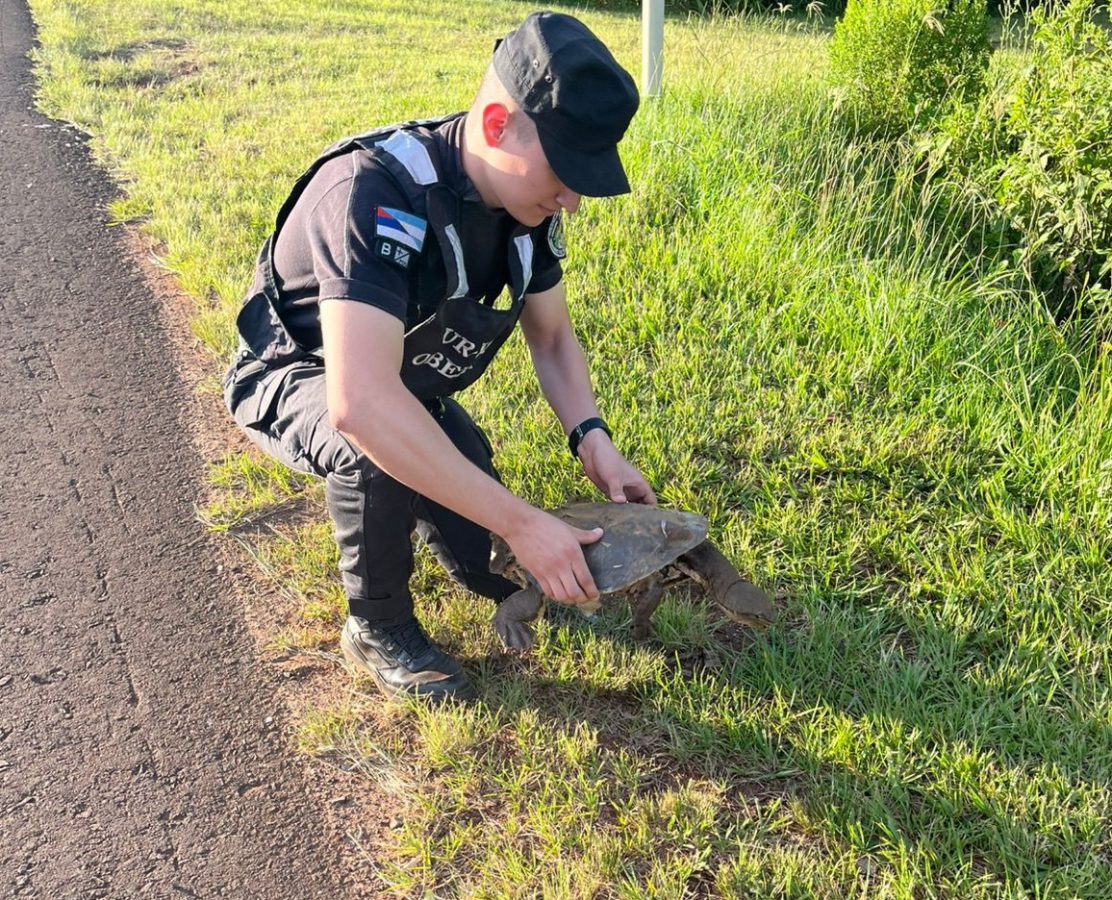 tortuga salvada