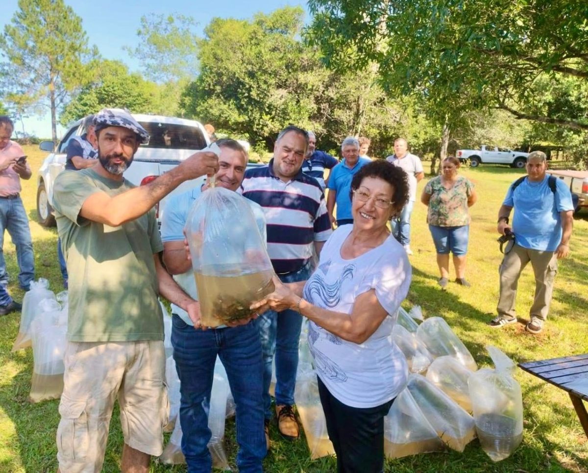 Entregaron 2.500 alevines para fortalecer la producción piscícola en Campo Grande imagen-6