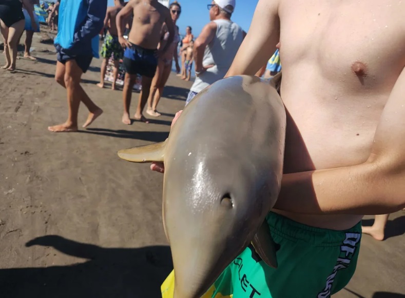 Murió un delfín en la costa argentina porque lo sacaron del agua para tomarse fotos