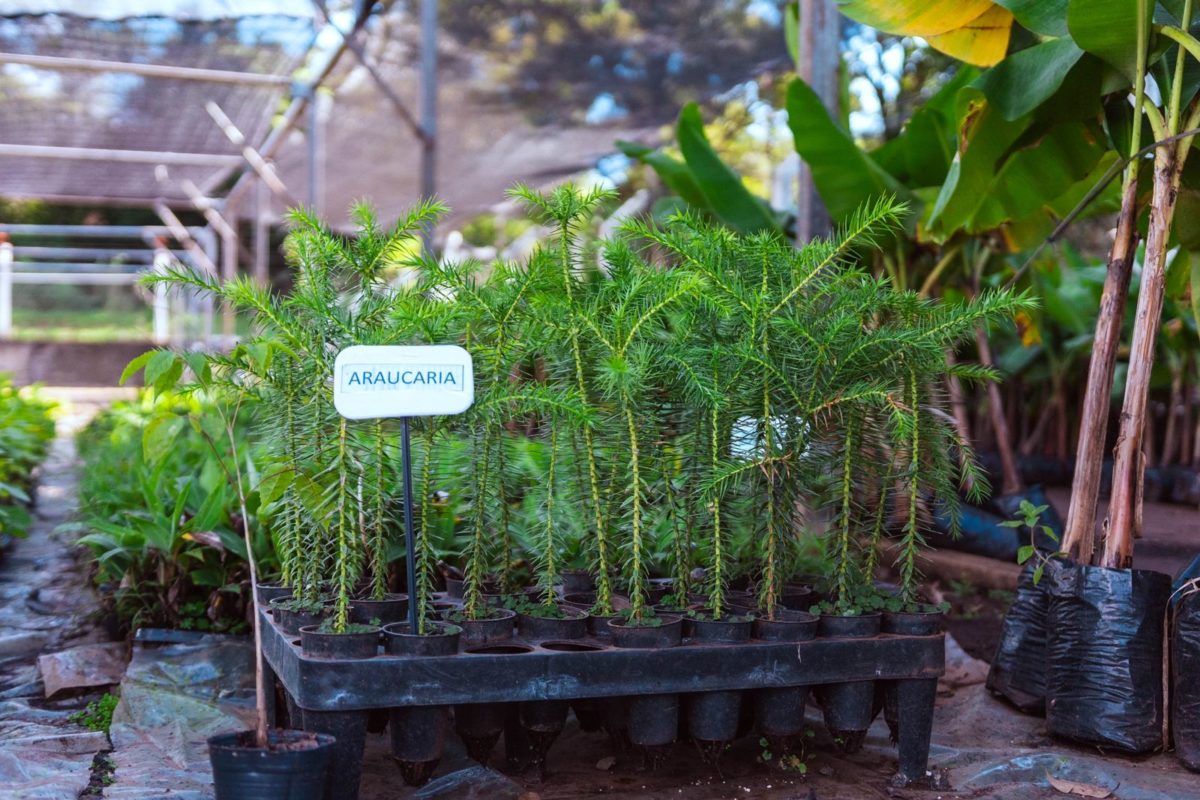 La Biofábrica lanzó su campaña 2025 para la entrega de plantines