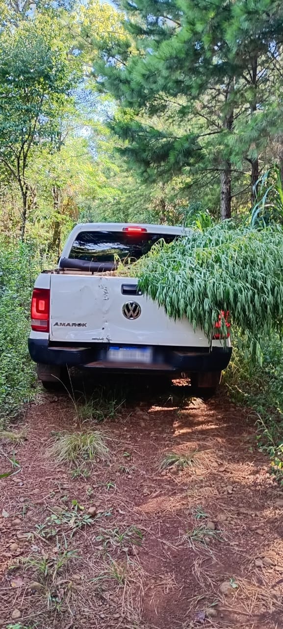 Operativos antinarcóticos en Santo Pipo y San Pedro: secuestraron plantas de marihuana