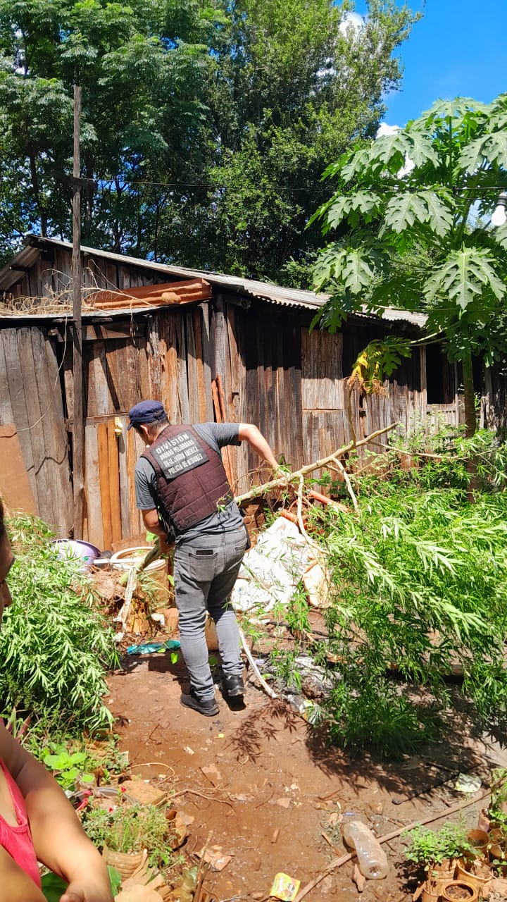 Operativos antinarcóticos en Santo Pipo y San Pedro: secuestraron plantas de marihuana