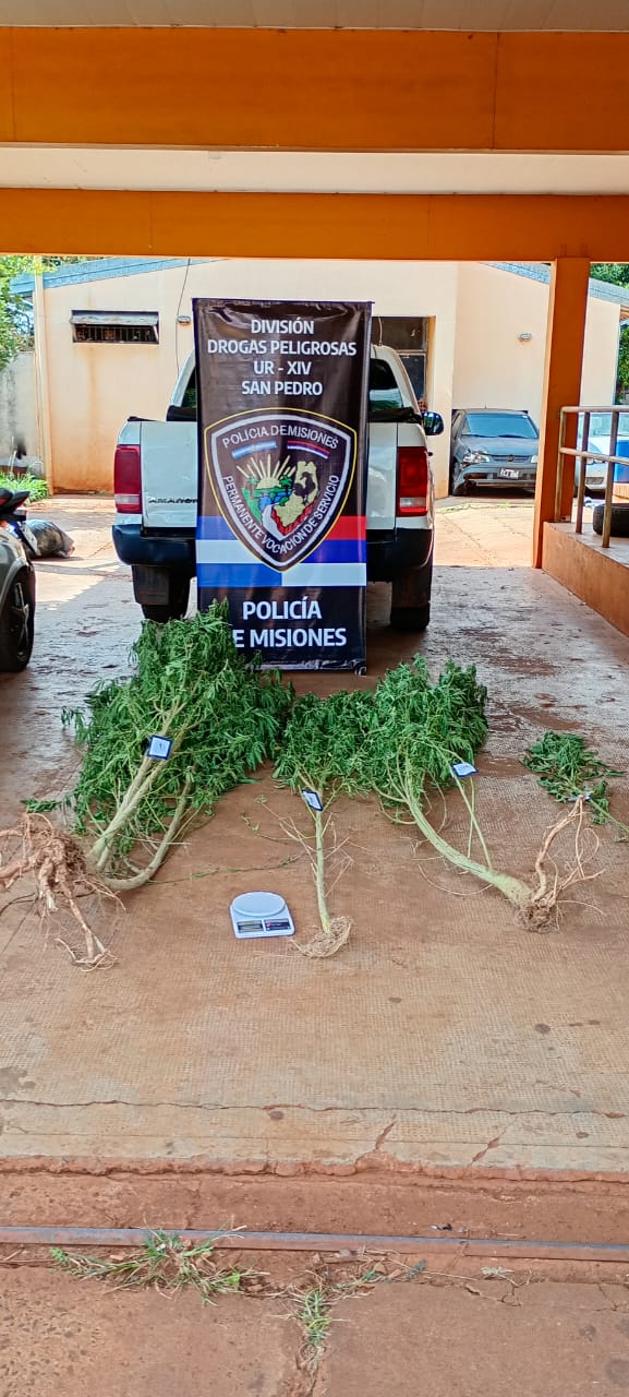 Operativos antinarcóticos en Santo Pipo y San Pedro: secuestraron plantas de marihuana