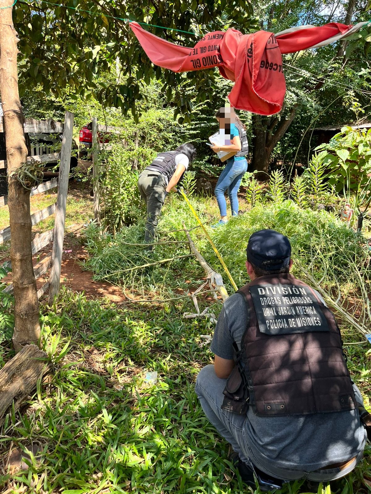 Operativos antinarcóticos en Santo Pipo y San Pedro: secuestraron plantas de marihuana