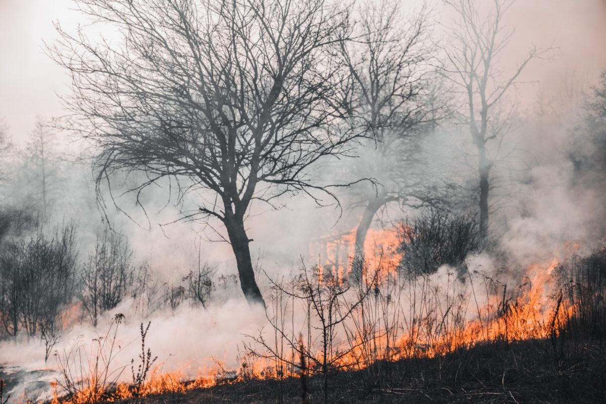 Continúa el alerta por incendios en Misiones: el riesgo es alto en la zona sur imagen-5