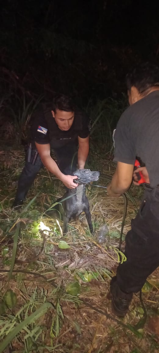 Puerto Iguazú: rescataron a "Boris", un perro que había caído a un pozo de 5 metros