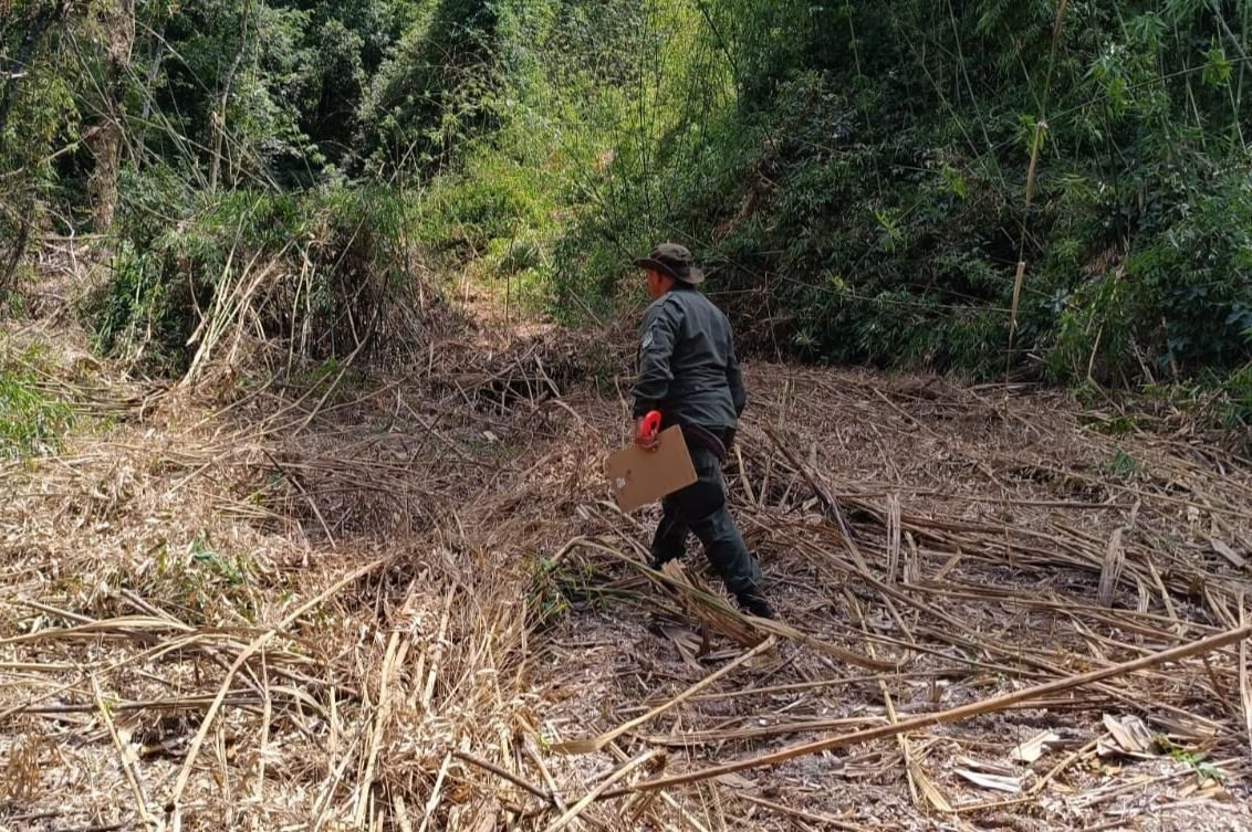 Robo de madera en Piñalito: encuentran oculta en un lote privado la máquina con la que habrían trasladado los rollos