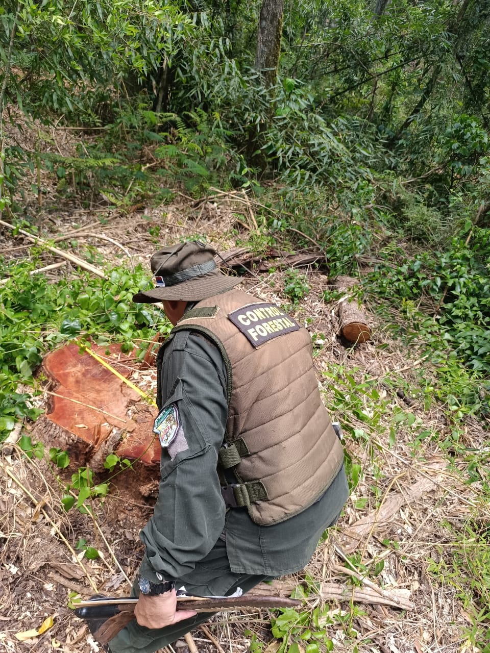 Detectan e investigan una tala selectiva ilegal de árboles en el Parque Urugua-í