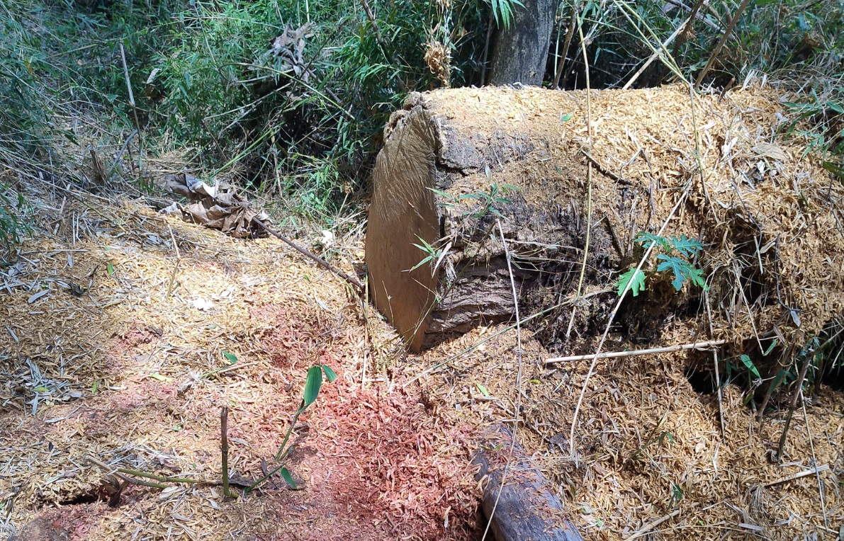 Detectan e investigan una tala selectiva ilegal de árboles en el Parque Urugua-í imagen-6