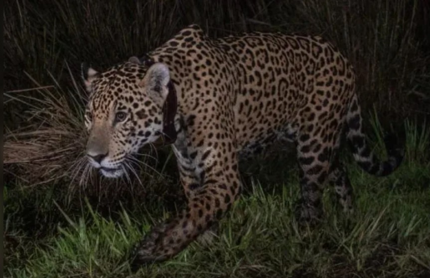 El Parque Nacional Iberá suma a Takajay, un yaguareté que viene del Impenetrable imagen-6