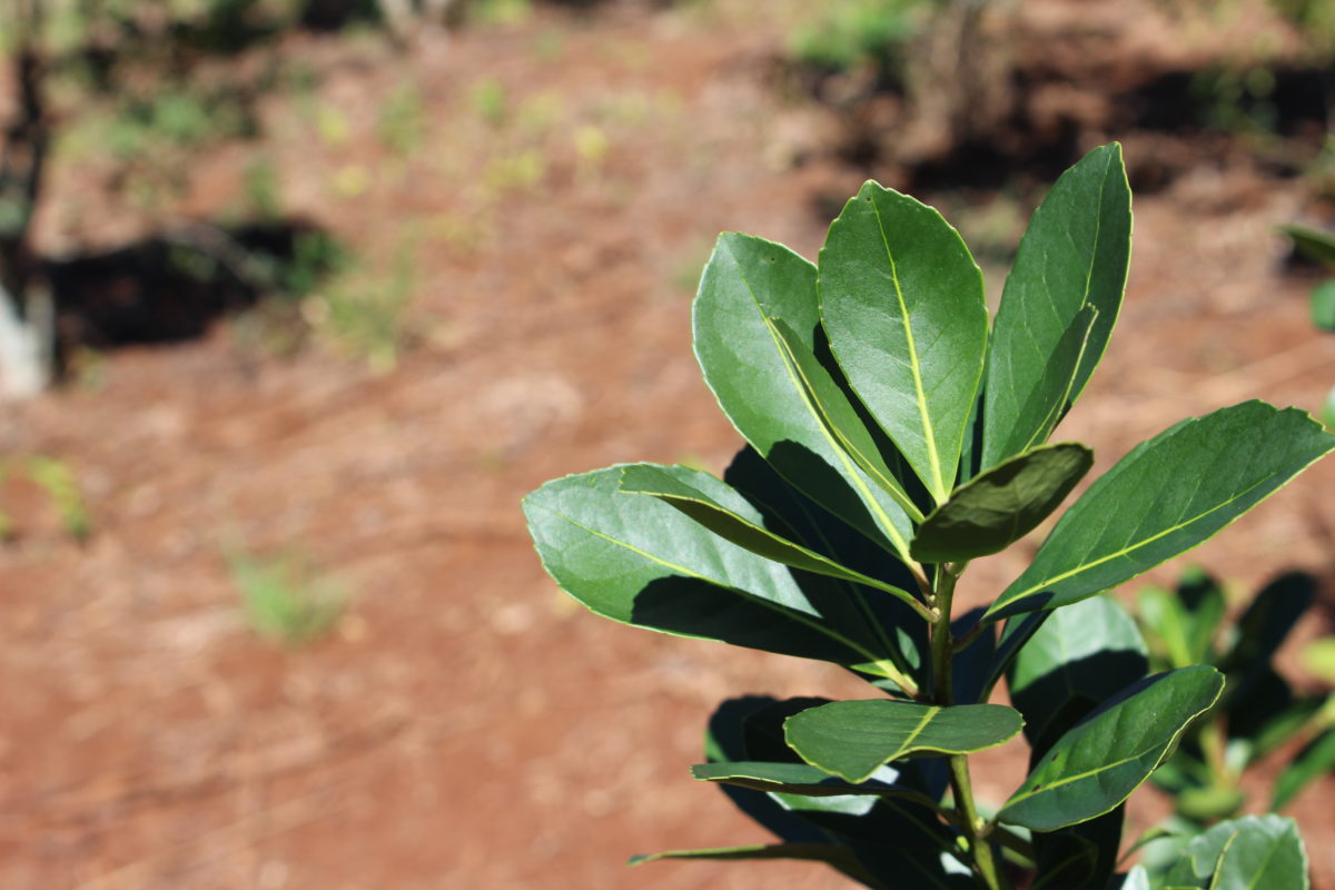 Yerba mate orgánica: un modelo rentable que se afianza en Misiones