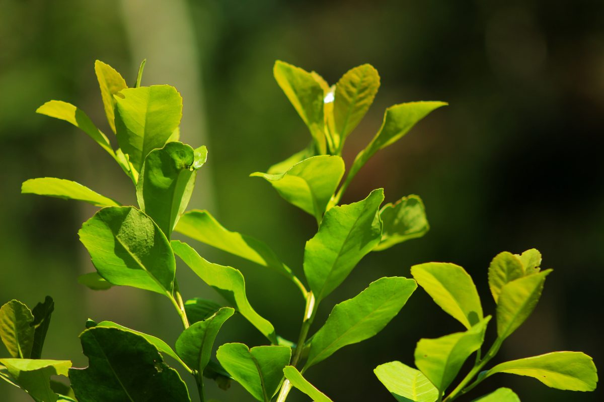 Yerba mate orgánica: un modelo rentable que se afianza en Misiones imagen-6